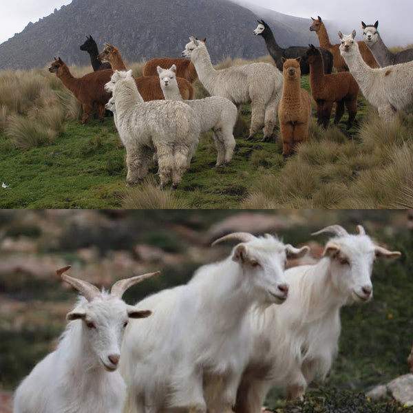 Alpaca or Cashmere? What’s the best option?