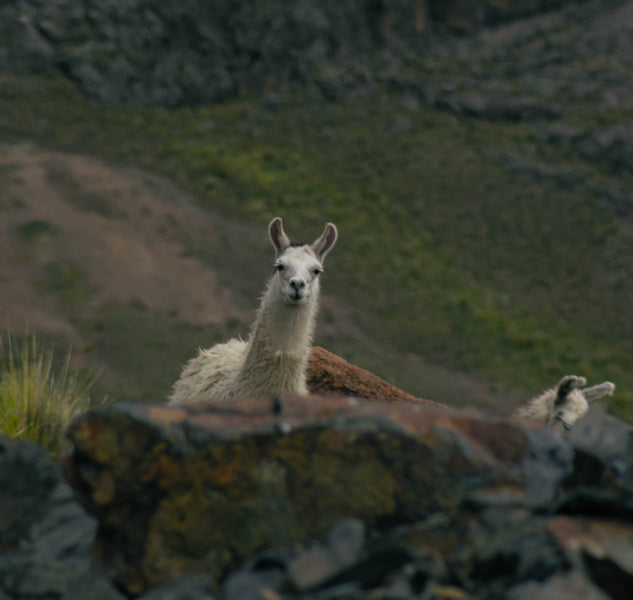 Alpaca sweaters sustainably and ethically made