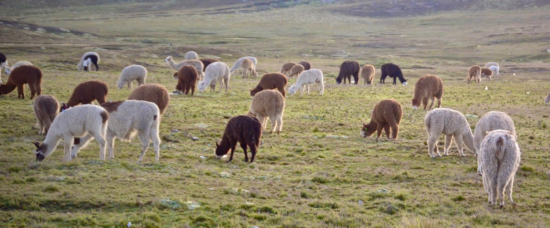 about-alpacas-bolivia-yapa-official-baby-alpaca-wool