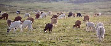 about-alpacas-bolivia-yapa-official-baby-alpaca-wool
